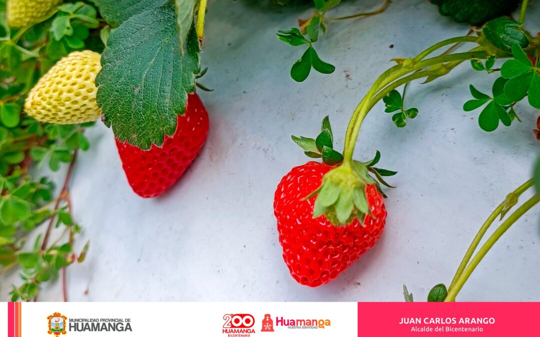 GANADORES DEL PROCOMPITE HUAMANGA POSICIONAN SUS PRODUCTOS CON ÉXITO EN EL MERCADO LOCAL